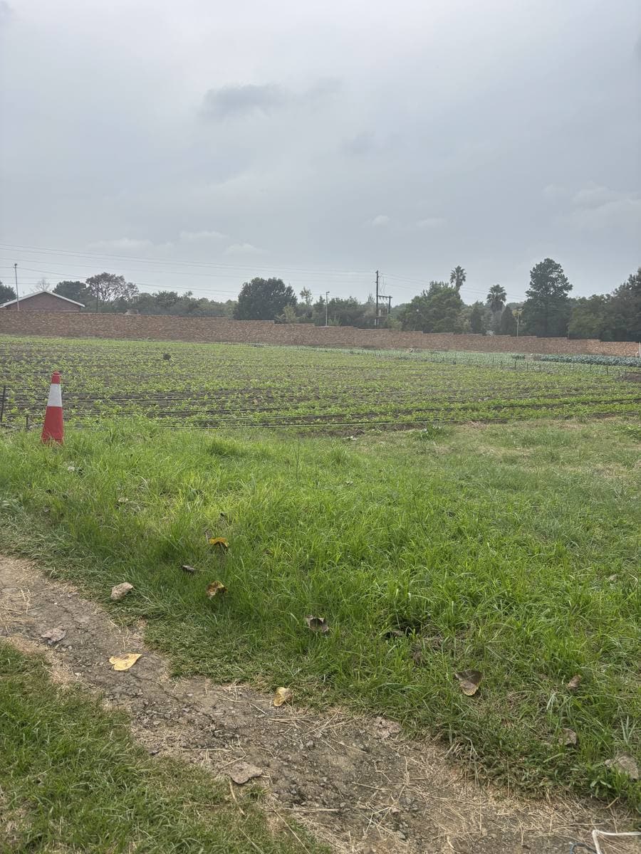 Planted vegetable field on a farm in Midrand, seen from the grass verge