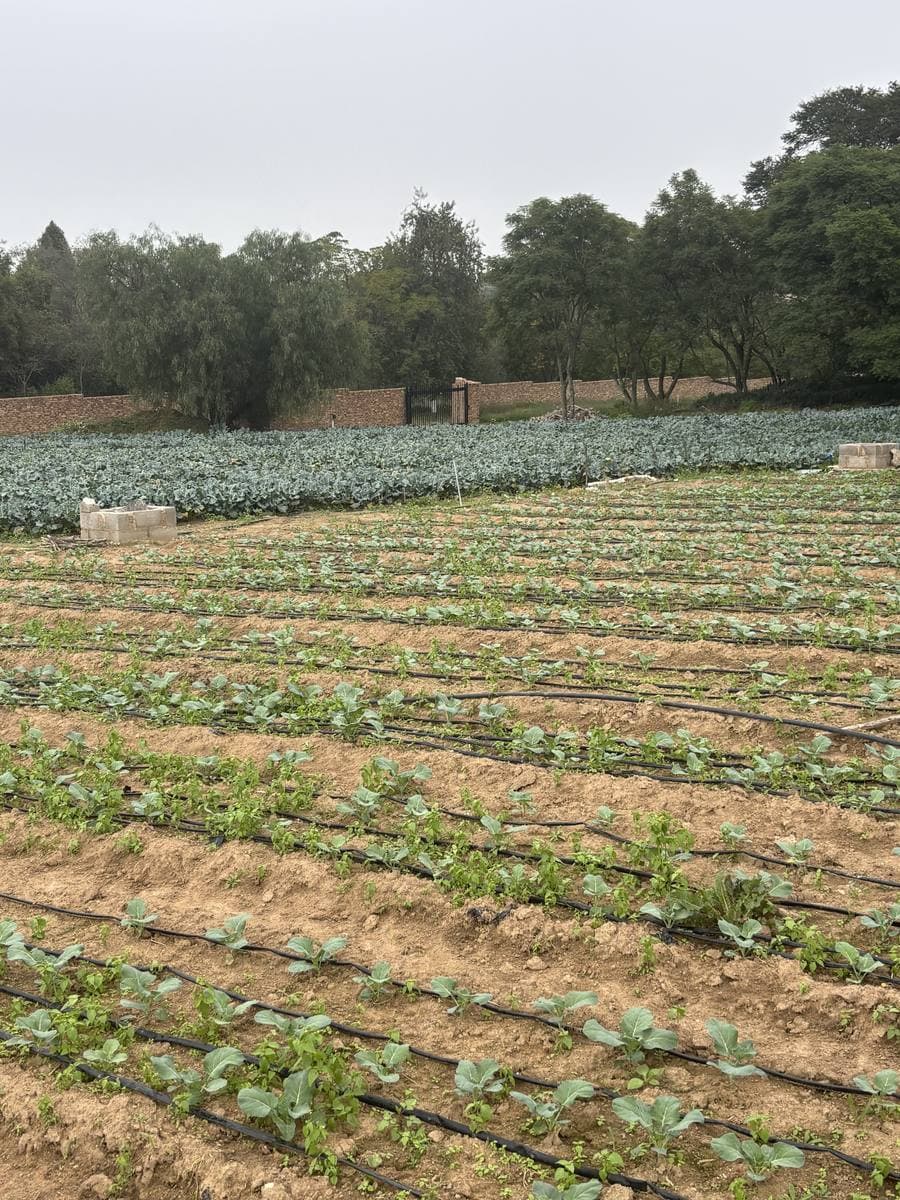 Rows of young vegetable seedlings on drip irrigation lines, with a mature crop behind